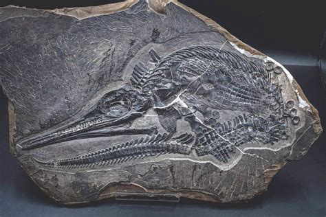 Holzmaden Fossilshop Reptiles: Ichthyosaurs, Steneosaurs.